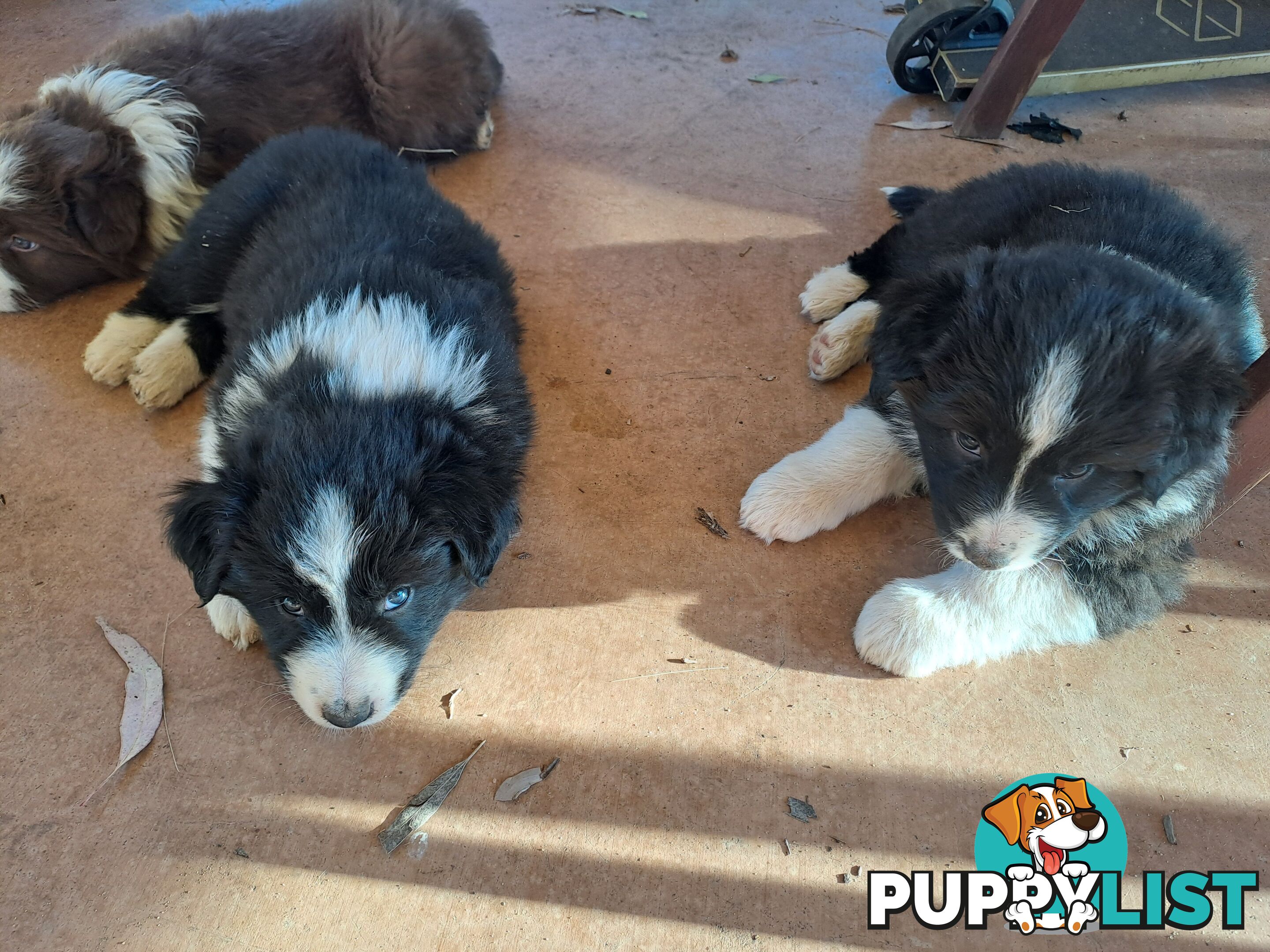 Australian Shepherd x Border Collie Pups