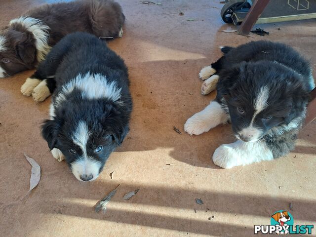 Australian Shepherd x Border Collie Pups