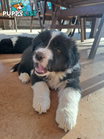 Australian Shepherd x Border Collie Pups