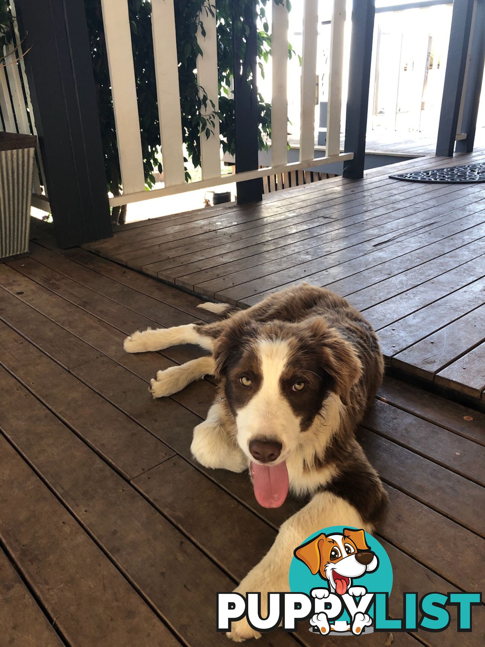 Australian Shepherd x Border Collie Pups