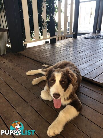 Australian Shepherd x Border Collie Pups