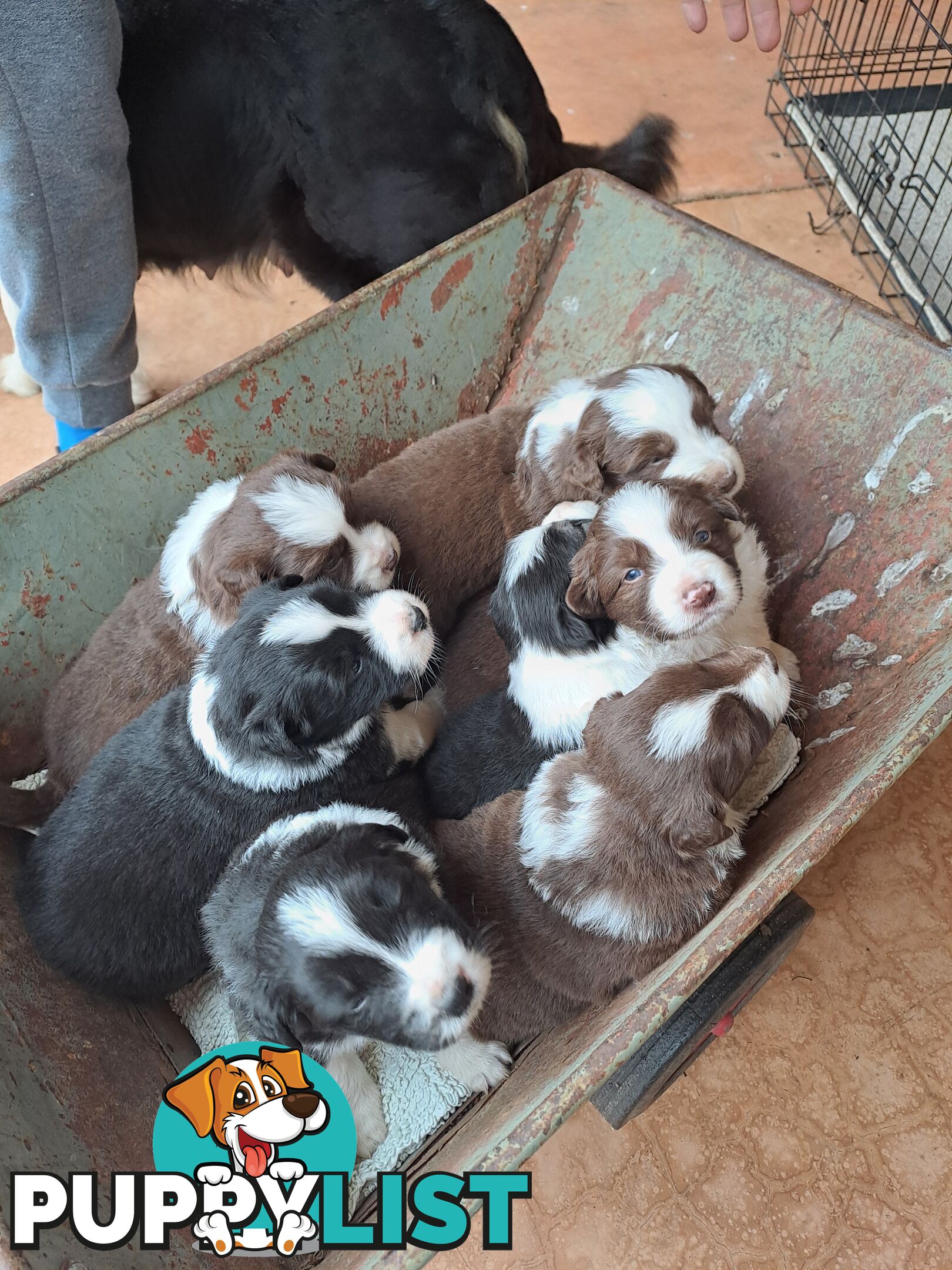 Australian Shepherd x Border Collie Pups