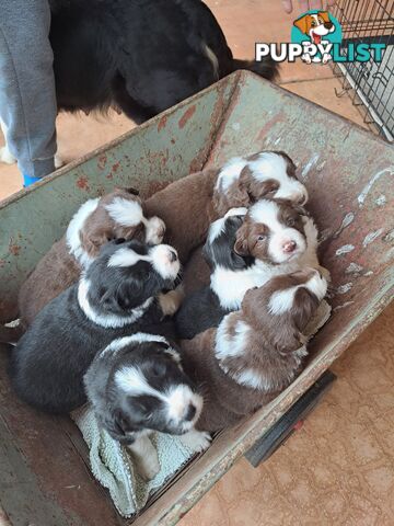 Australian Shepherd x Border Collie Pups