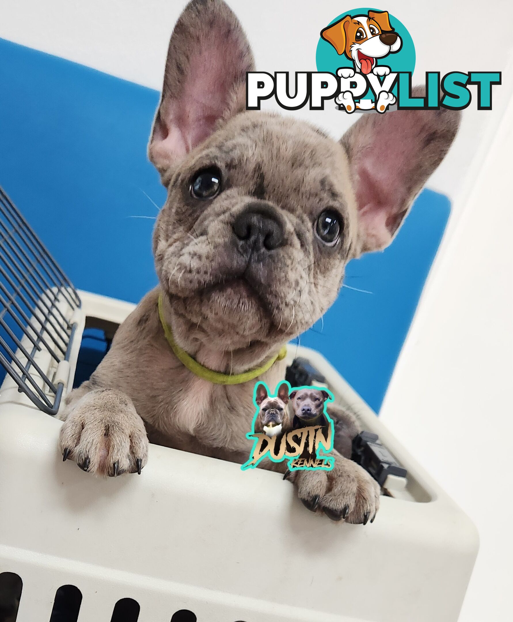 Pure breed french bulldog, frenchie pups