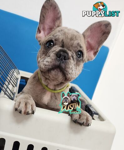 Pure breed french bulldog, frenchie pups