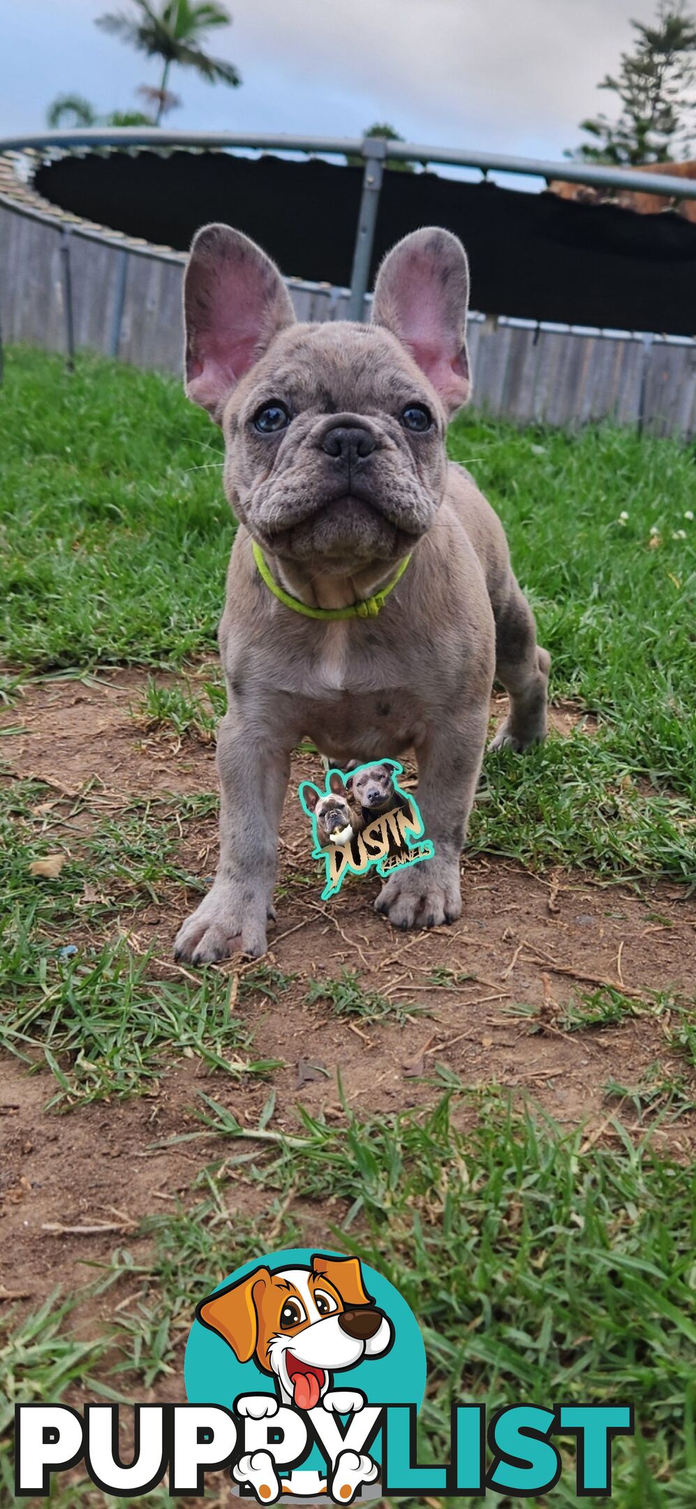 Pure breed french bulldog, frenchie pups