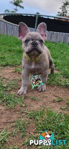 Pure breed french bulldog, frenchie pups