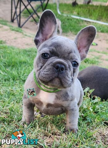 Pure breed french bulldogs frenchie pups