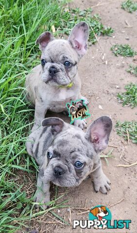 Pure breed french bulldogs frenchie pups