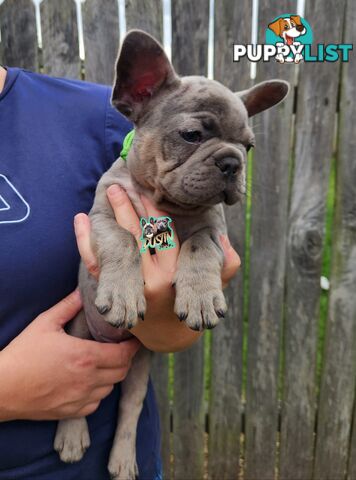 Pure breed french bulldogs frenchie pups