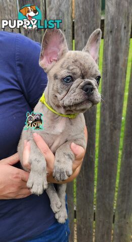 Pure breed french bulldogs frenchie pups