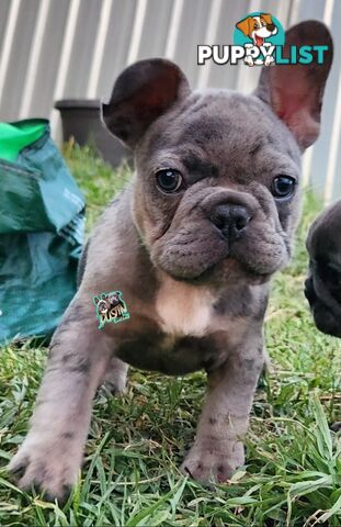 Pure breed french bulldogs frenchie pups