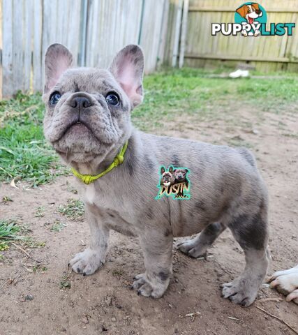 Pure breed french bulldogs frenchie pups