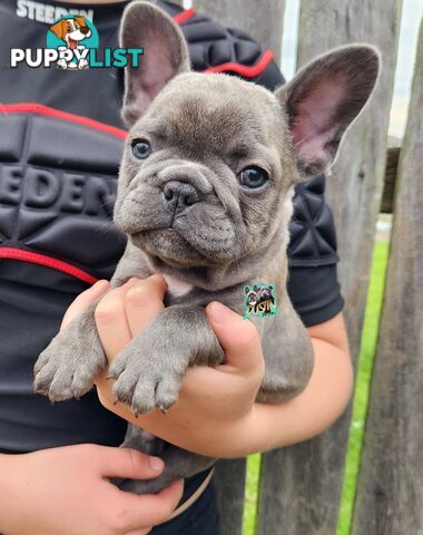 Pure breed french bulldogs frenchie pups