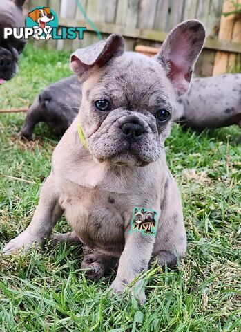 Pure breed french bulldogs frenchie pups