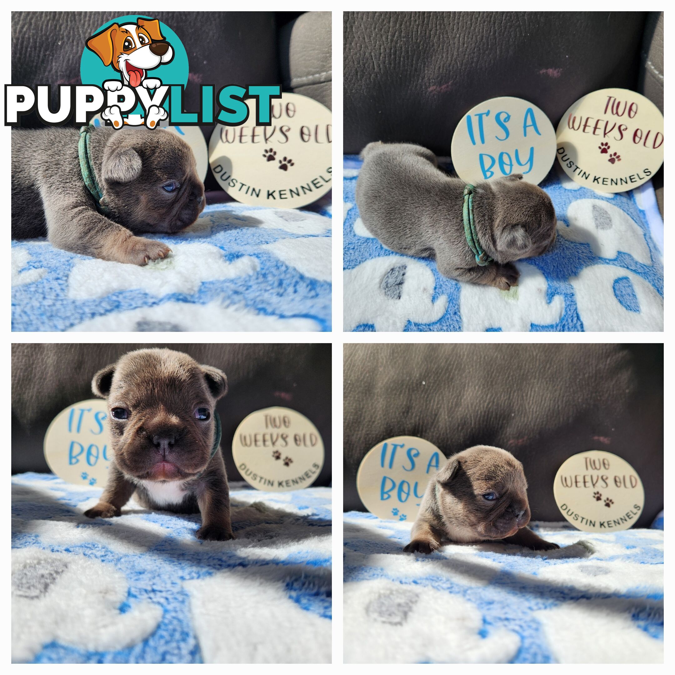 French bulldog, frenchies puppies