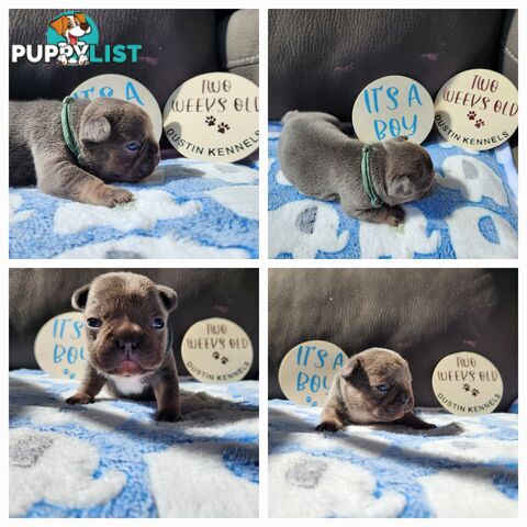 French bulldog, frenchies puppies