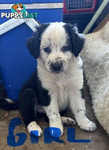 Border Collie