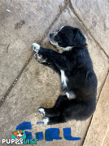 Border Collie