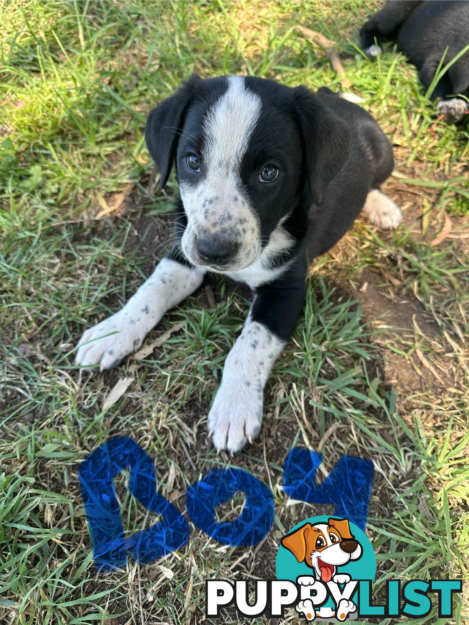 Border Collie