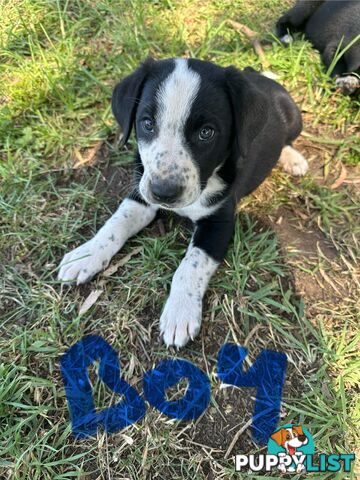 Border Collie