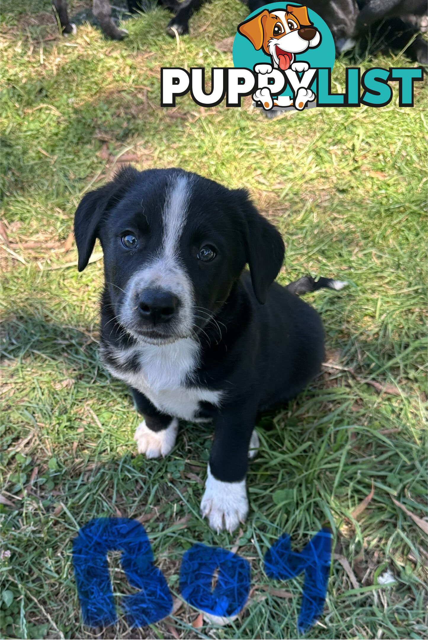 Border Collie