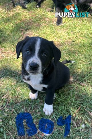 Border Collie