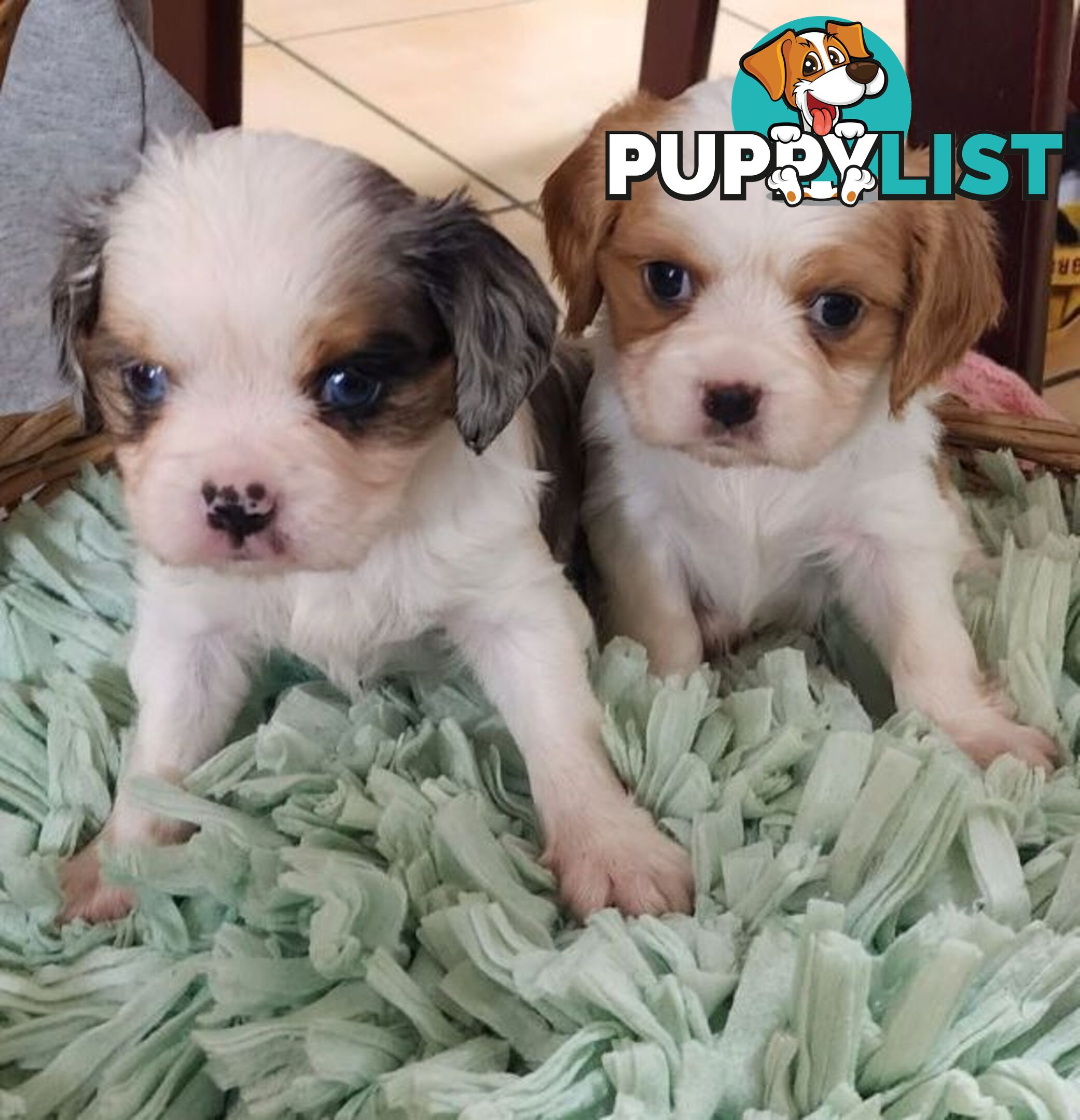 Cavalier King Charles Spaniel Pups