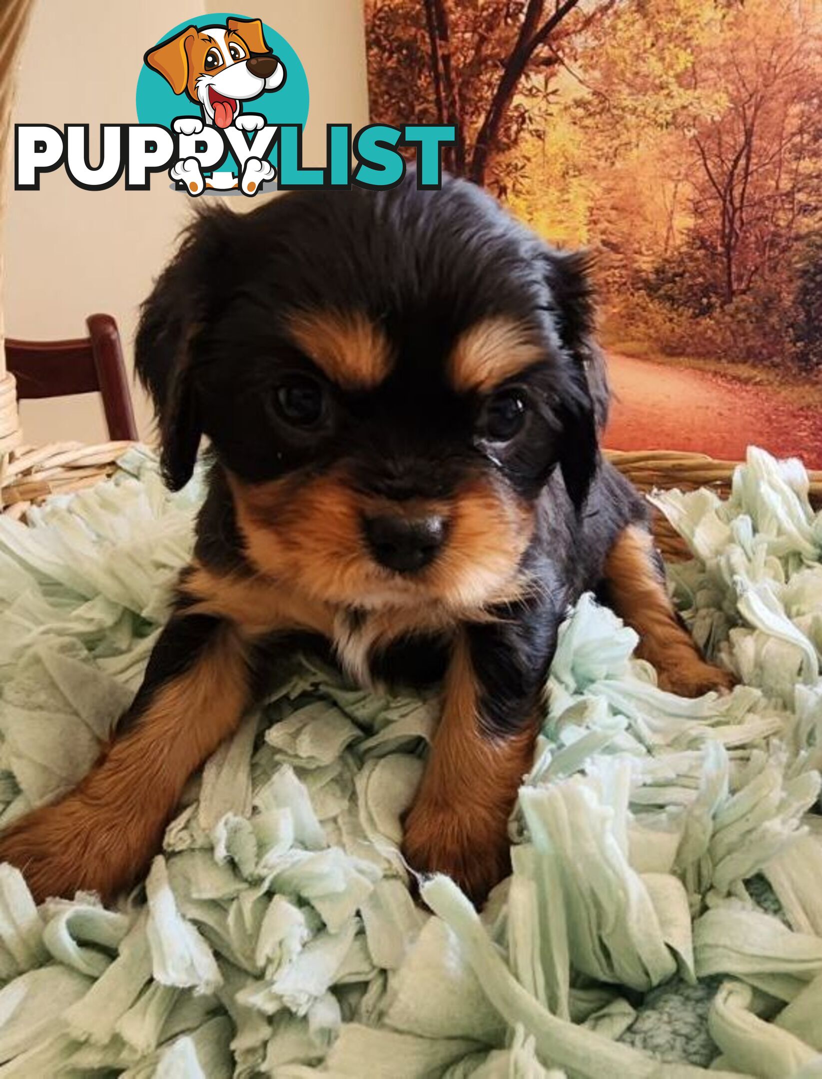 Cavalier King Charles Spaniel Pups