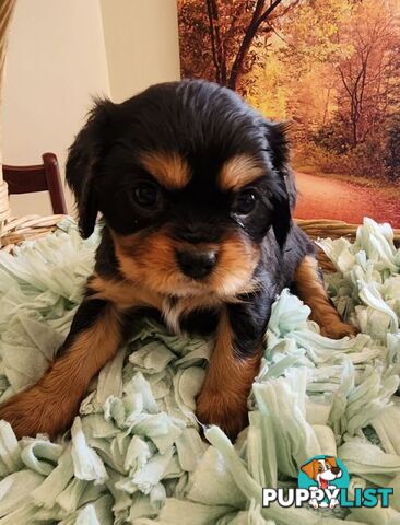 Cavalier King Charles Spaniel Pups