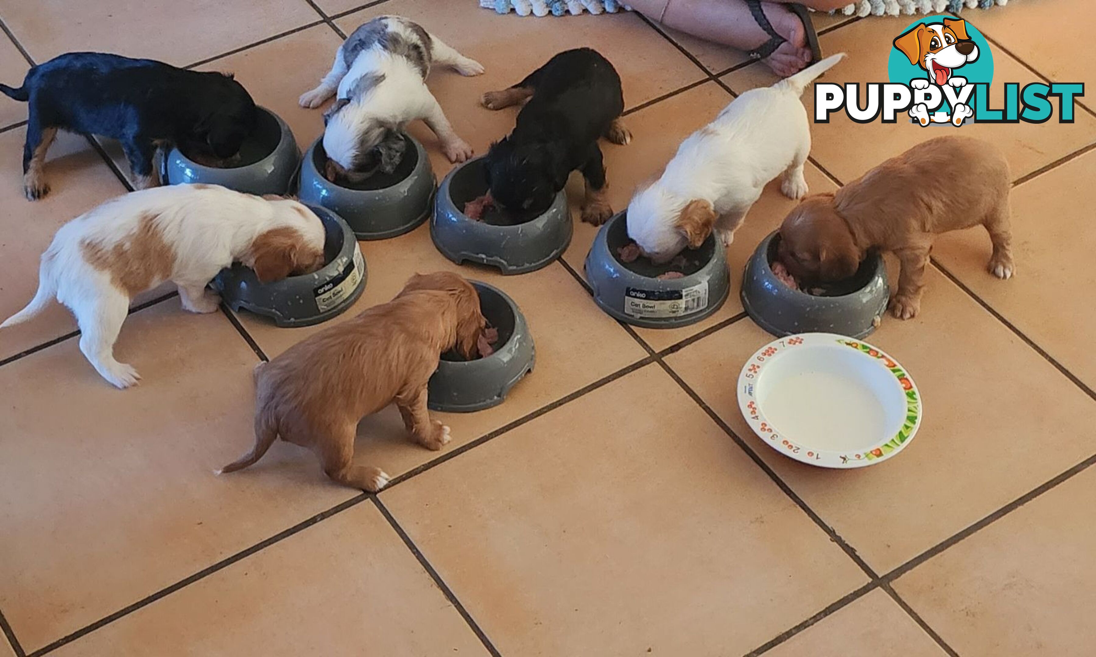 Cavalier King Charles Spaniel Pups