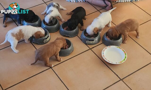 Cavalier King Charles Spaniel Pups