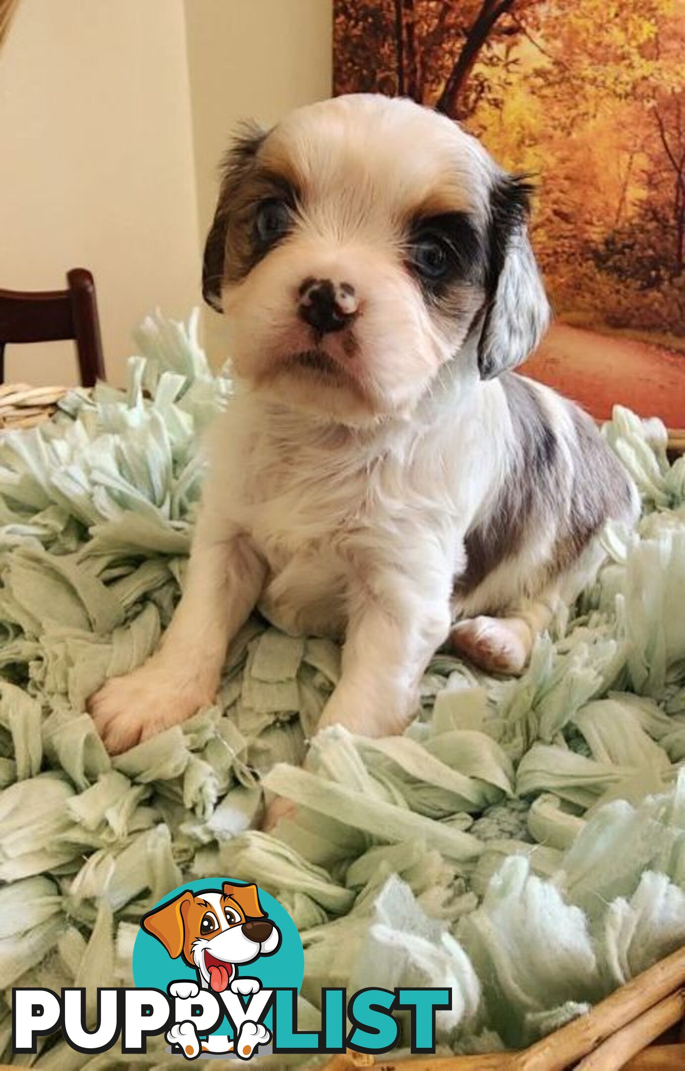 Cavalier King Charles Spaniel Pups