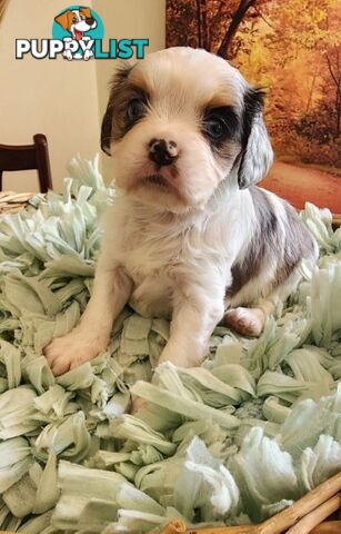 Cavalier King Charles Spaniel Pups