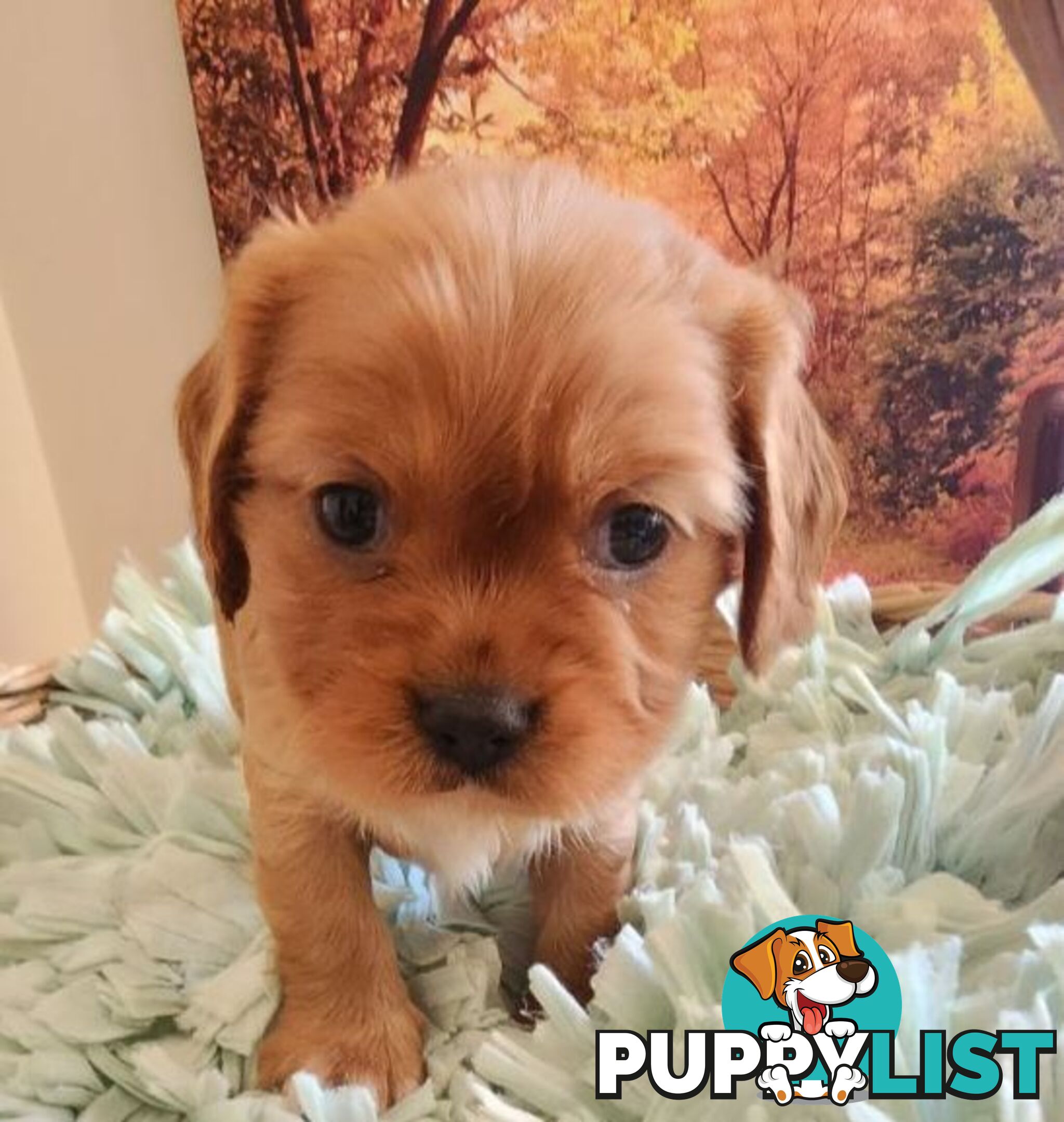 Cavalier King Charles Spaniel Pups