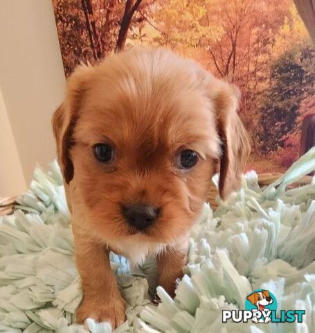 Cavalier King Charles Spaniel Pups