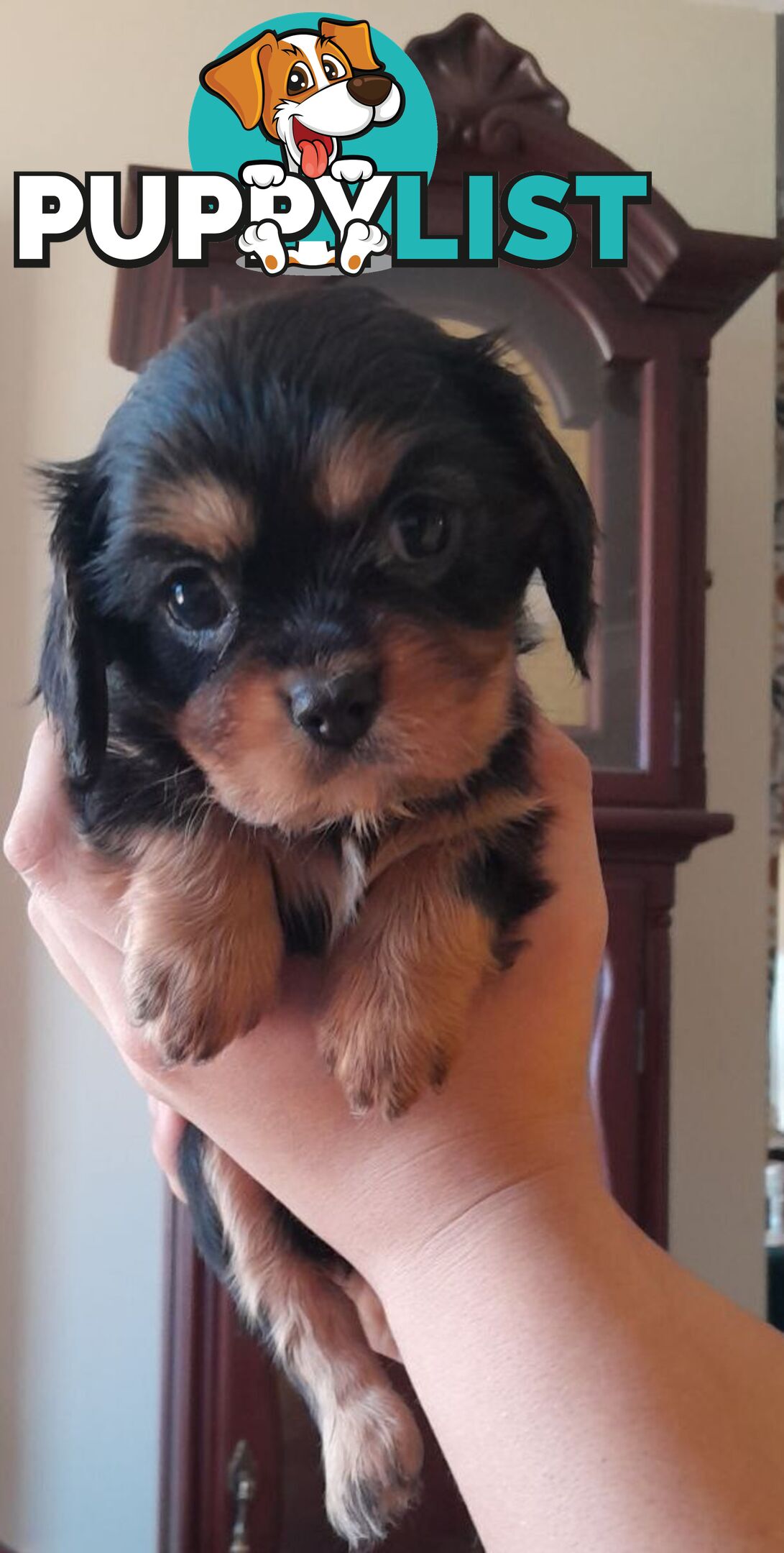 Cavalier King Charles Spaniel Pups