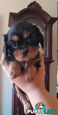 Cavalier King Charles Spaniel Pups