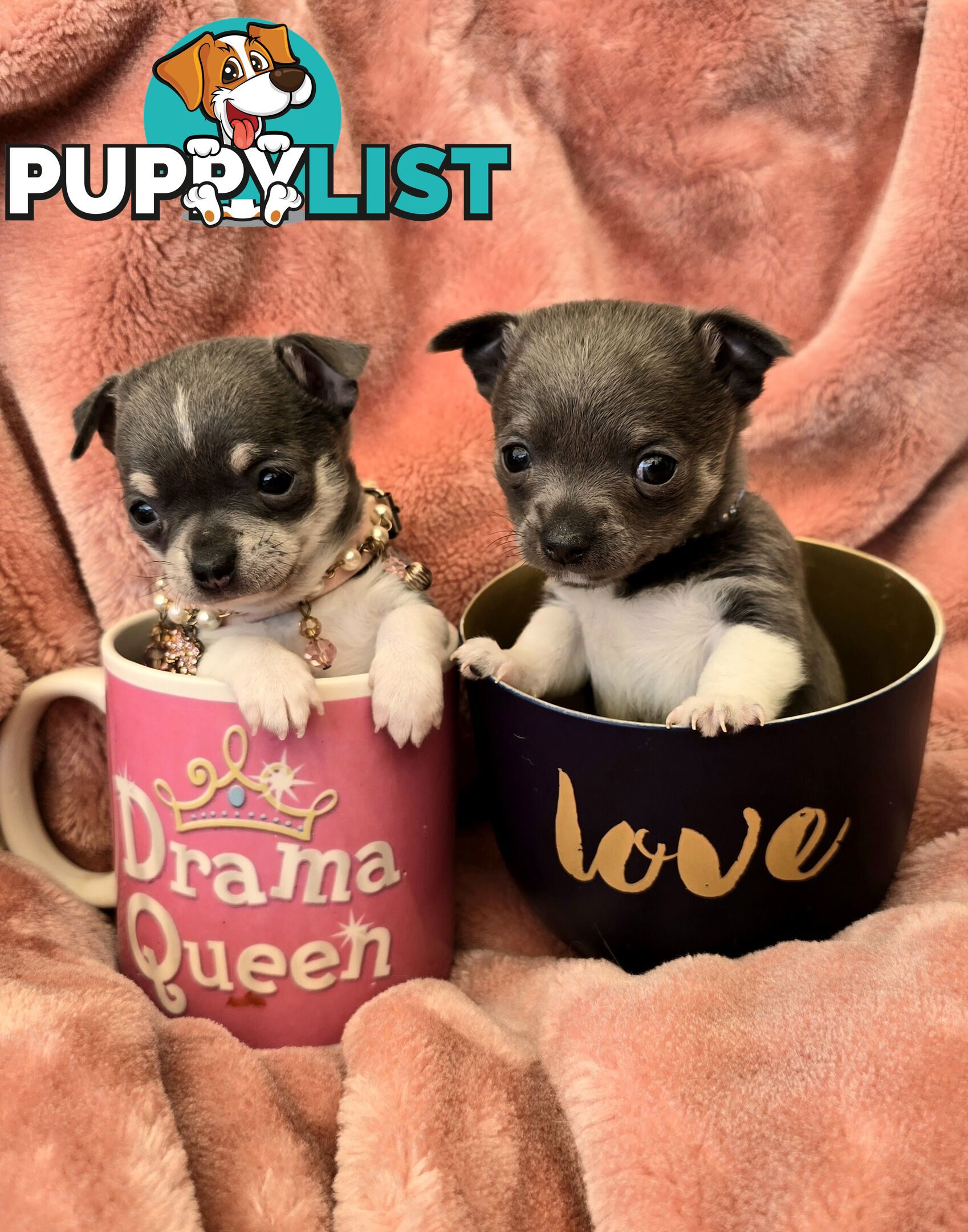 Stunning Blue Purebred Teacup Chihuahua Puppies