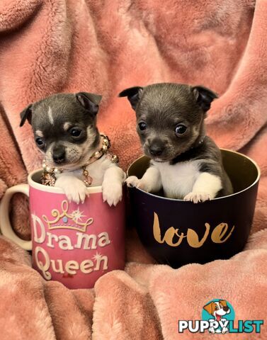 Stunning Blue Purebred Teacup Chihuahua Puppies