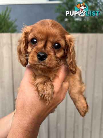 Coco, Winnie & Cinnamon the Cavoodle