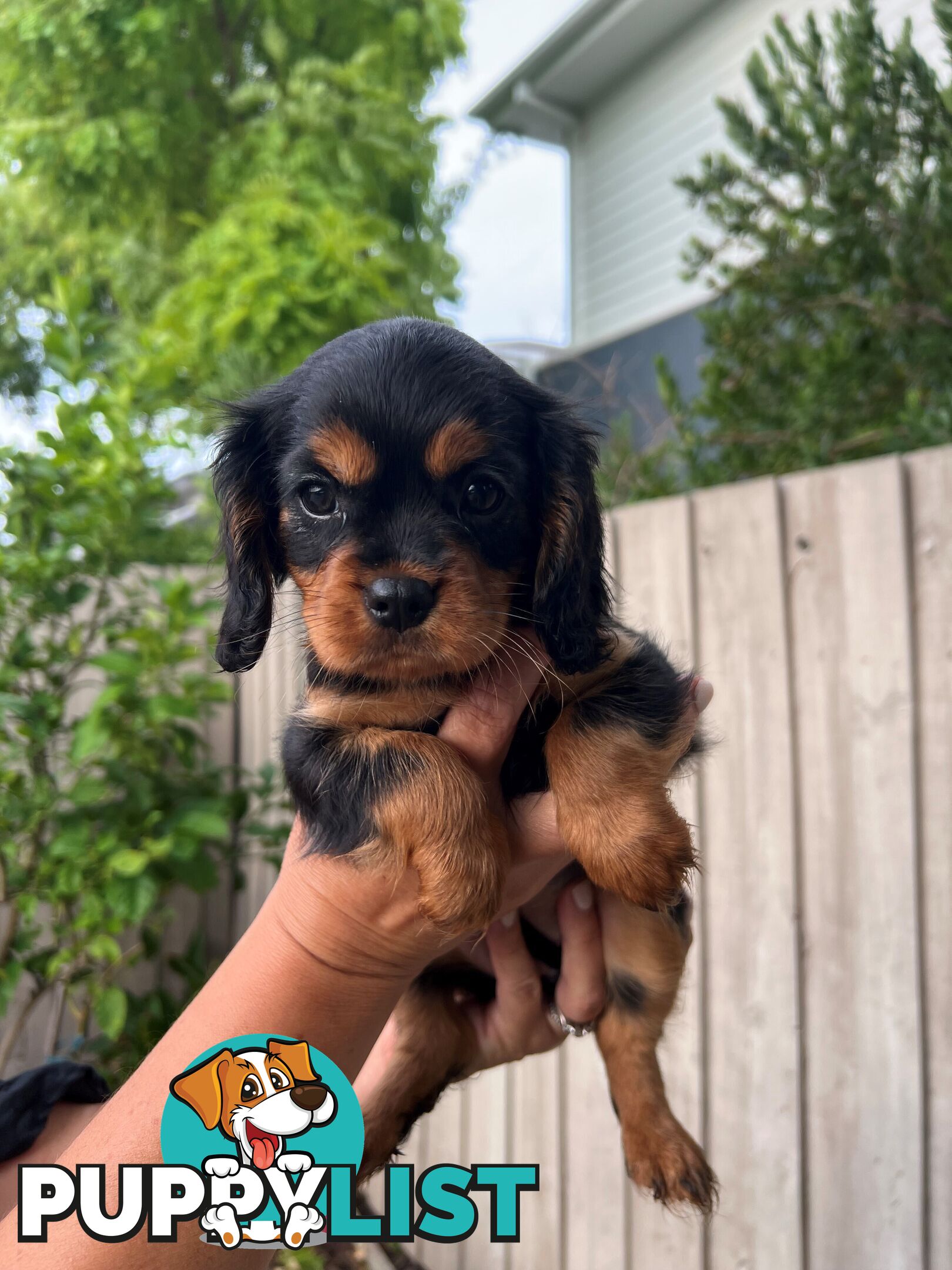 Coco, Winnie & Cinnamon the Cavoodle