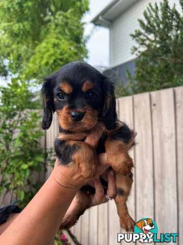 Coco, Winnie & Cinnamon the Cavoodle