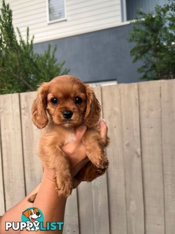 Coco, Winnie & Cinnamon the Cavoodle