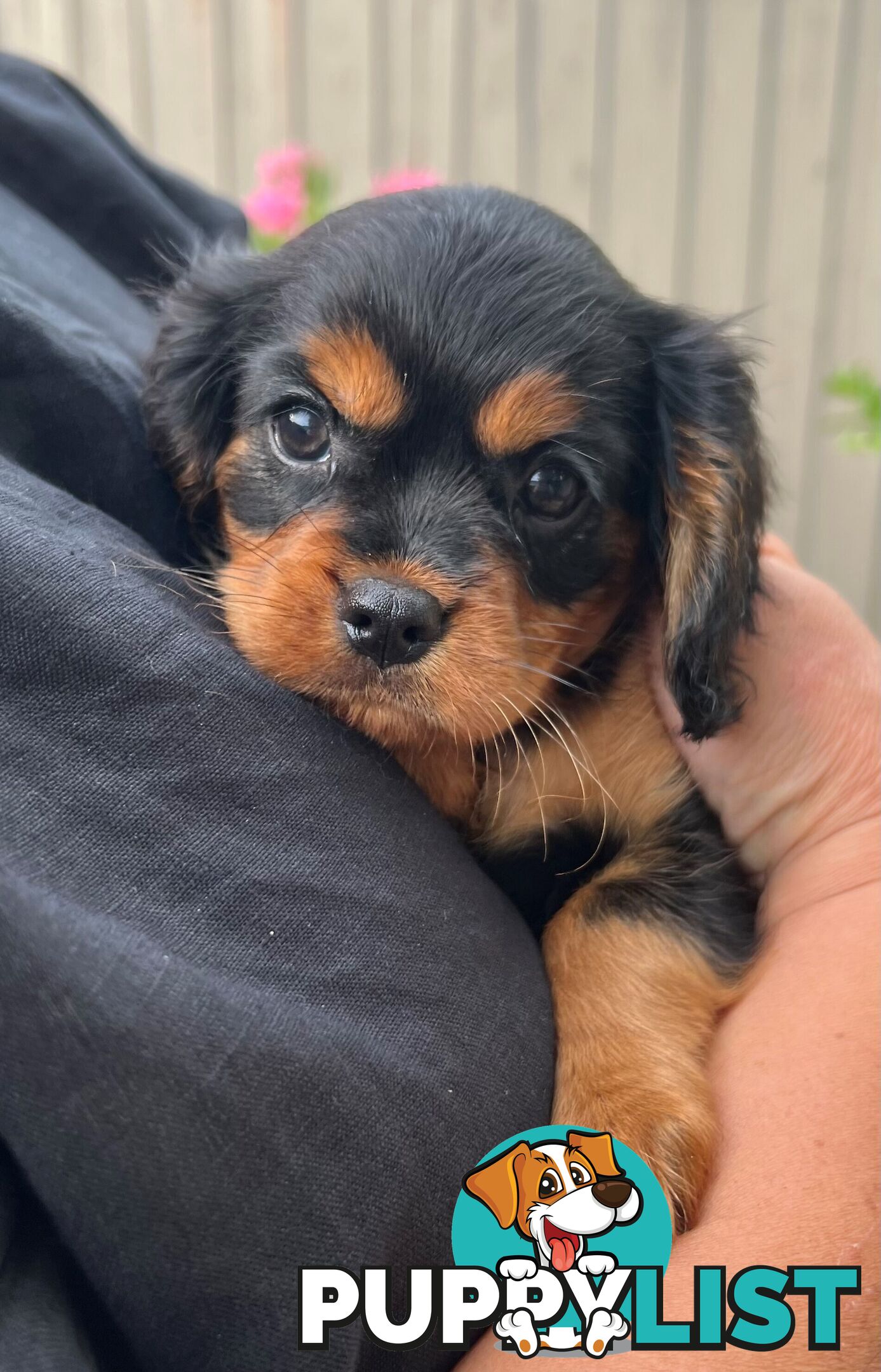 Coco, Winnie & Cinnamon the Cavoodle