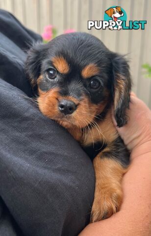 Coco, Winnie & Cinnamon the Cavoodle