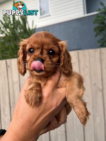 Coco, Winnie & Cinnamon the Cavoodle