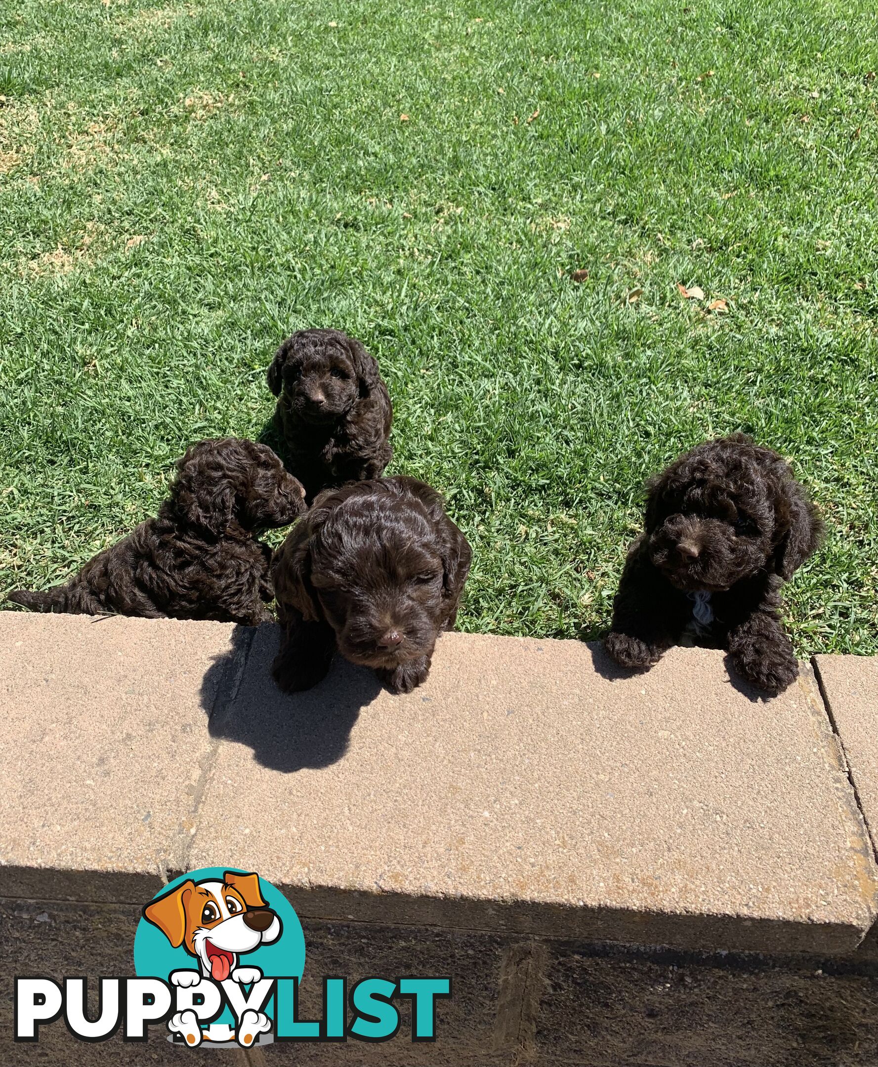 Adorable chocolate teddy bears