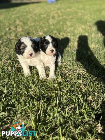 Cavoodle