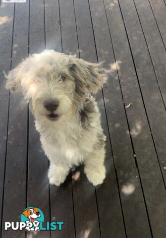 Merle Aussie Shepard Poodle